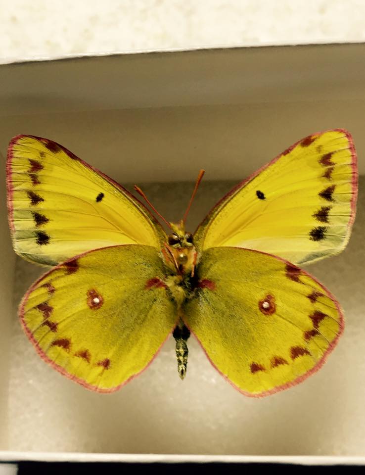 Colias eurytheme (cold weather aberration, Woodside Queens October 25 1985) (Internet Image property of respective owner, non-commercial use only)